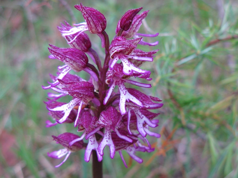 trattasi di orchis militaris....simia...o purpurea???